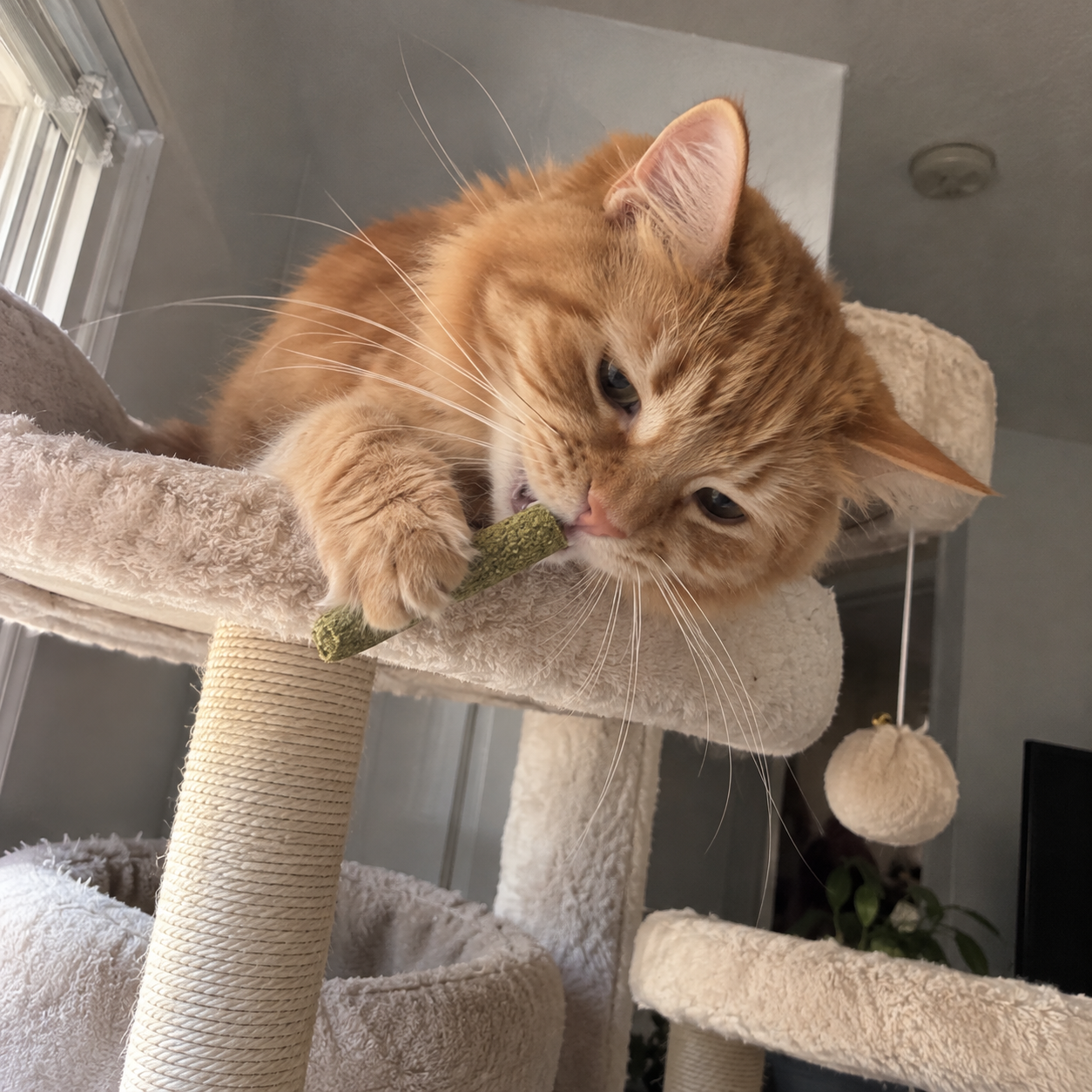 files/Ginger_Cat_Nibbling_a_Green_Treat.png